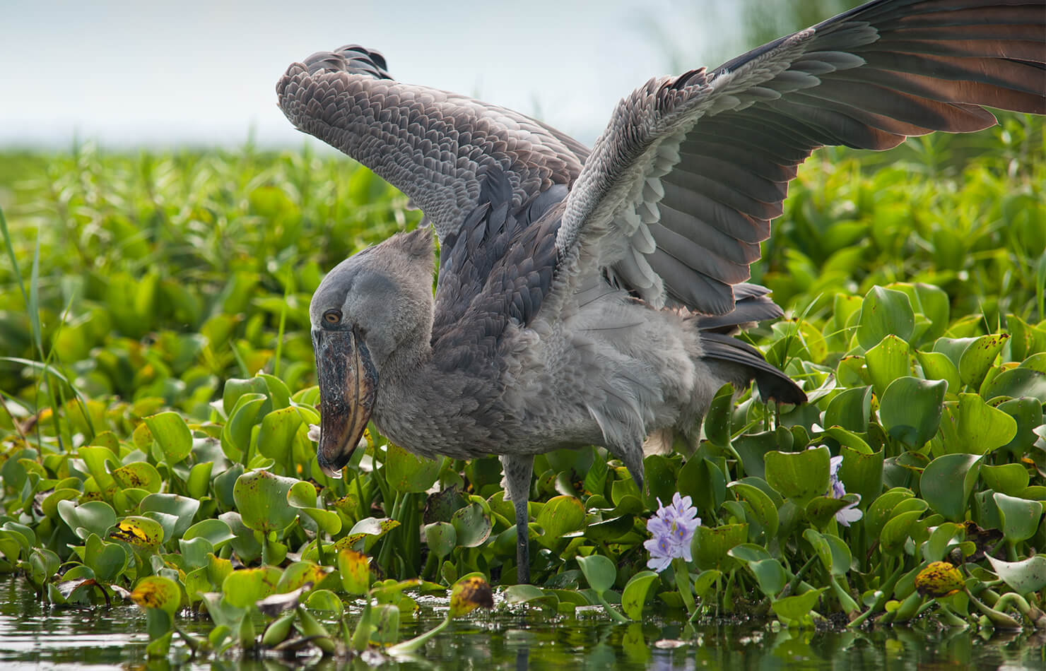 Shoebill in Uganda