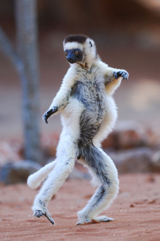 Verreaux's sifaka