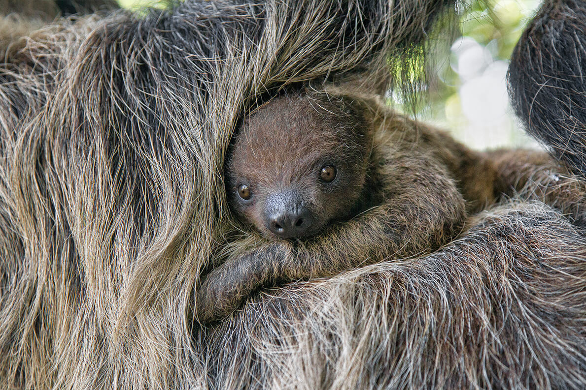 Two-toed Sloth | San Diego Zoo Animals & Plants