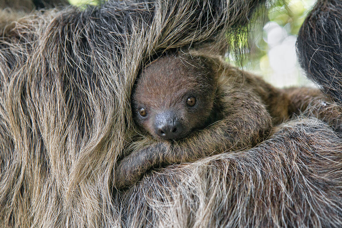 sloth with human teeth