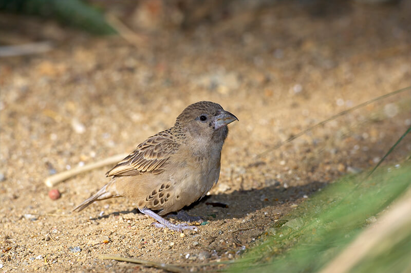 Juvenile sociable weaver sitting on dirt ground