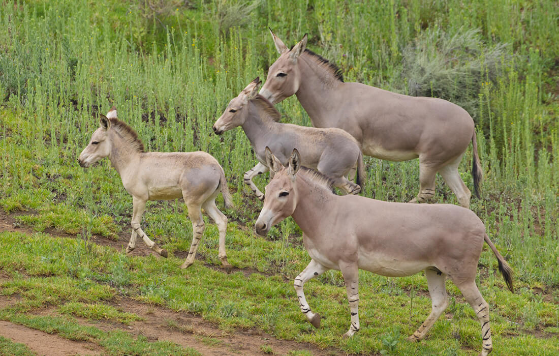 Two Somali wild ass mares flank their young foals as they head up a grassy hill together