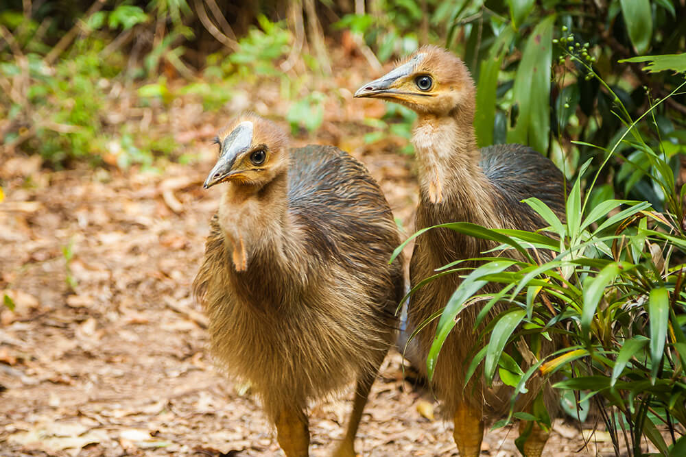 Southern Cassowary chicks