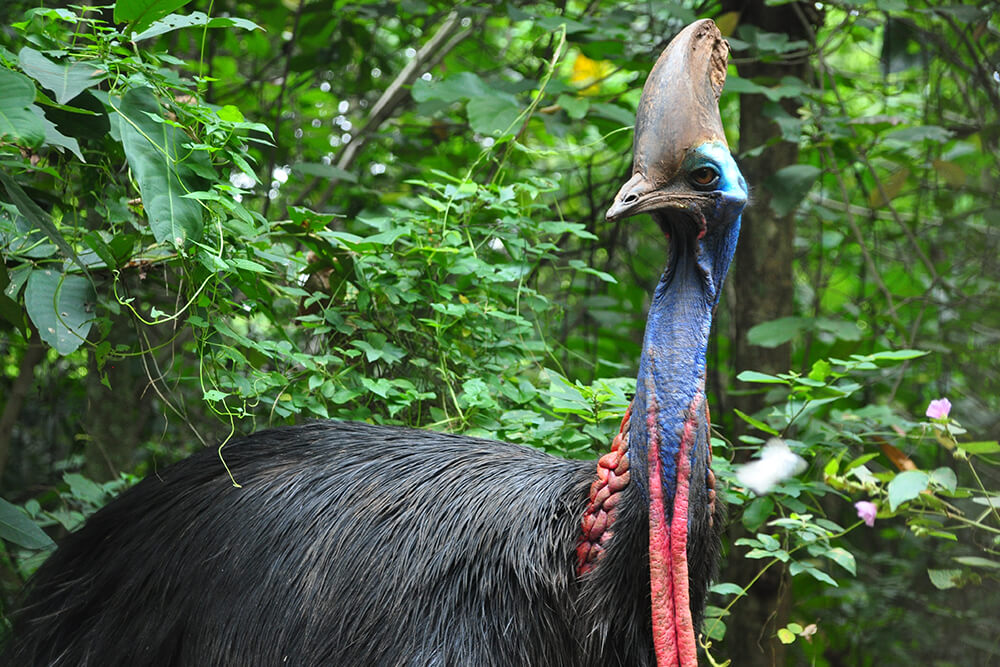 Southern cassowary