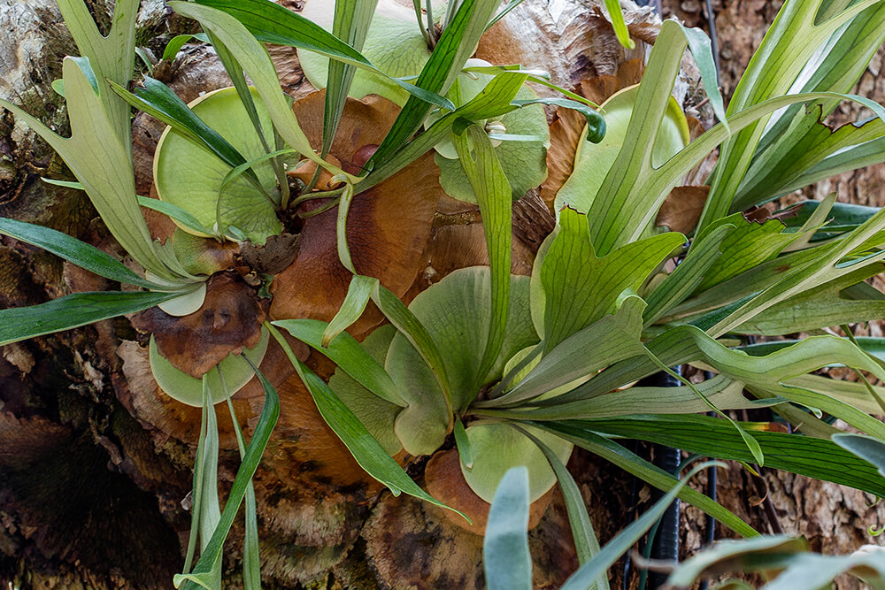 Close-up of the stag horn fern's fronds.