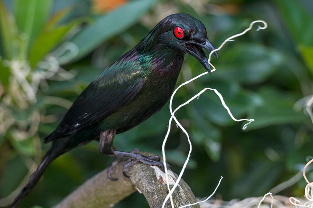 A metallic starling gathers material for a nest.
