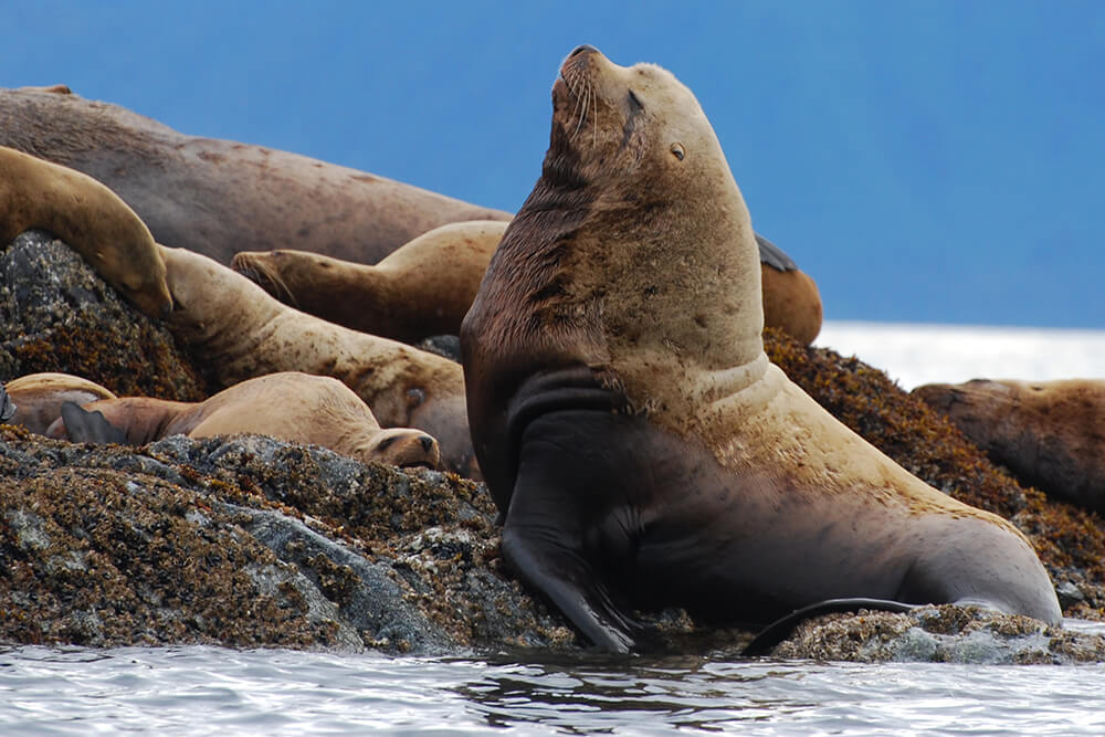 Group of Sea Lions on the rocks at La Jolla Cove, San Diego, California,  USA