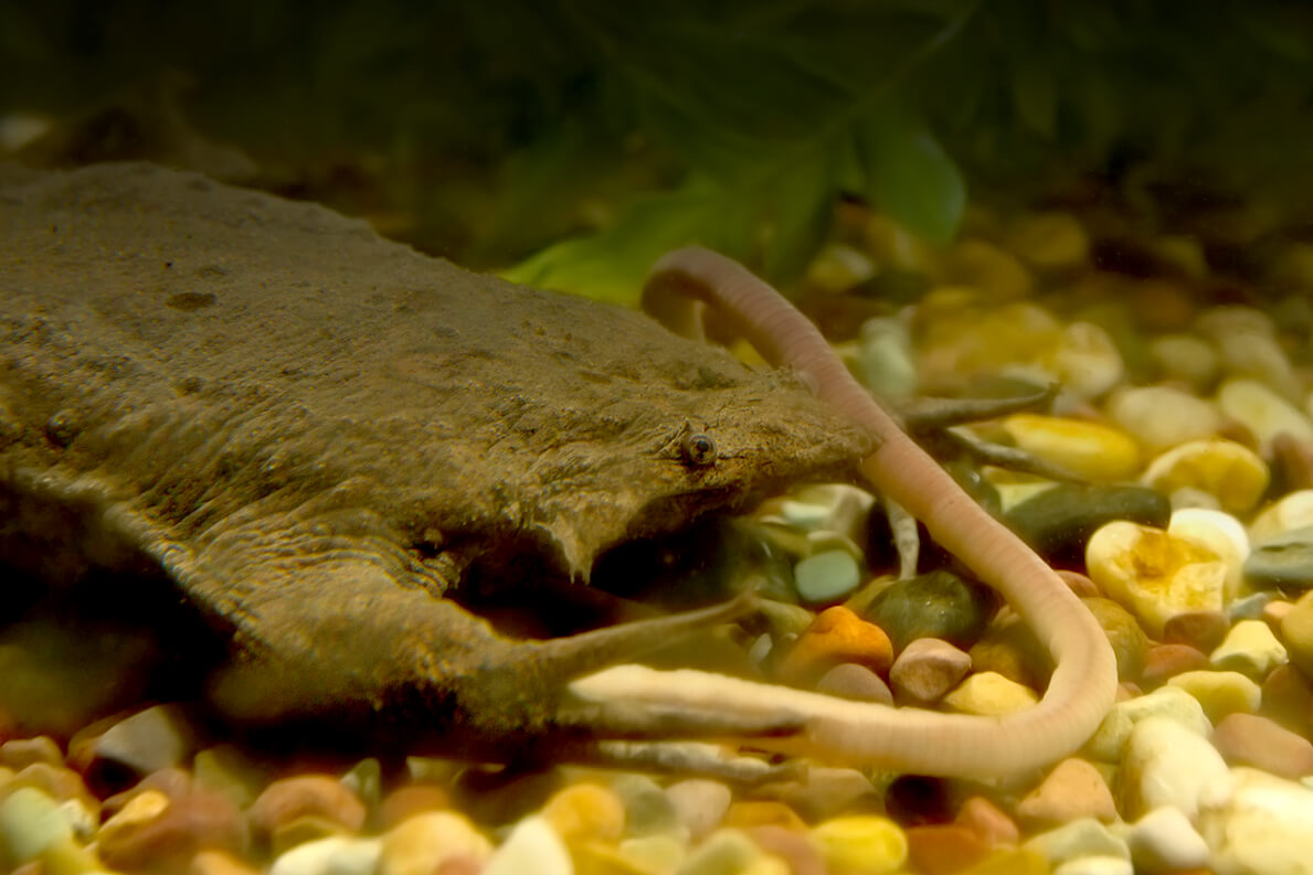 At the San Diego Zoo, the Surinam toads are fed earthworms.