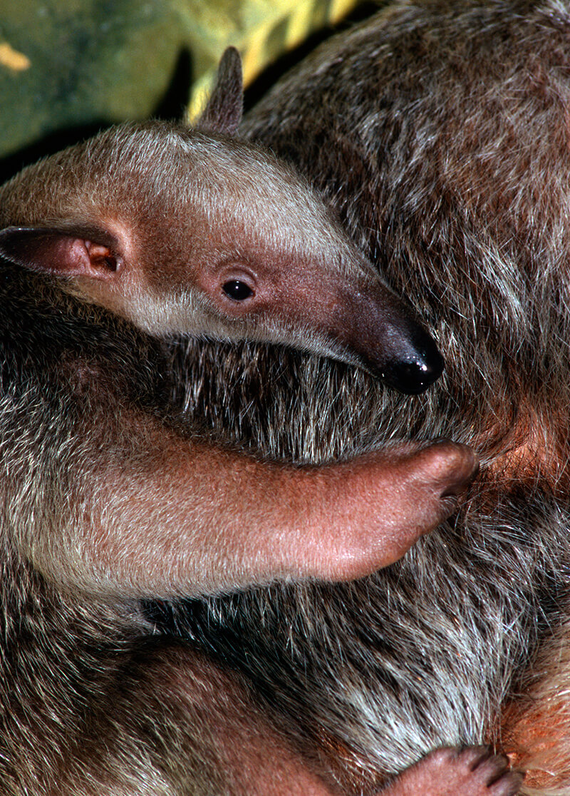 Tamandua baby holding onto its mother's back.