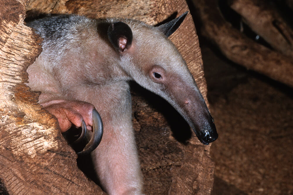 Tamandua claws help them to climb rainforest trees.