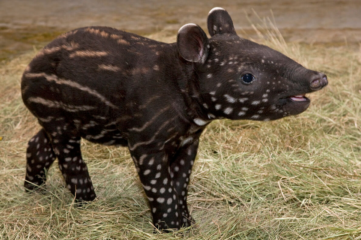 Baby Baird's tapir