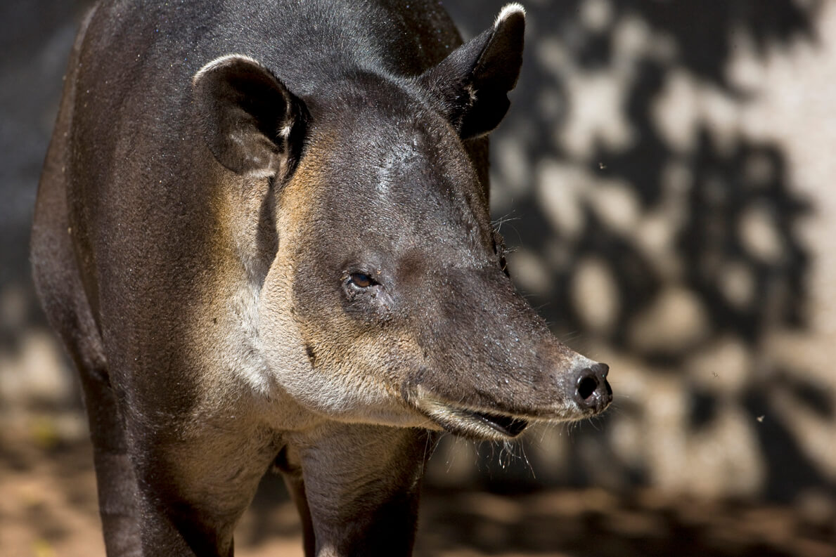 Baird's tapir at the San Diego Zoo