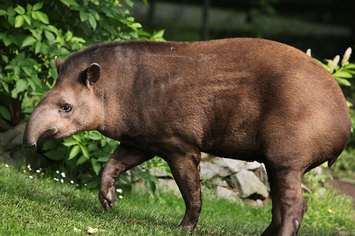 Lowland tapir