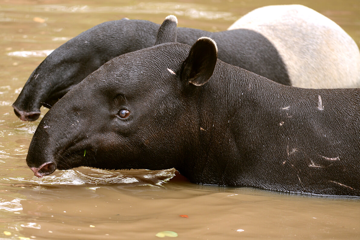 Tapir | San Diego Zoo Animals &amp; Plants