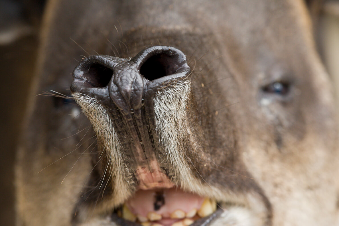 A tapir's fascinating nose