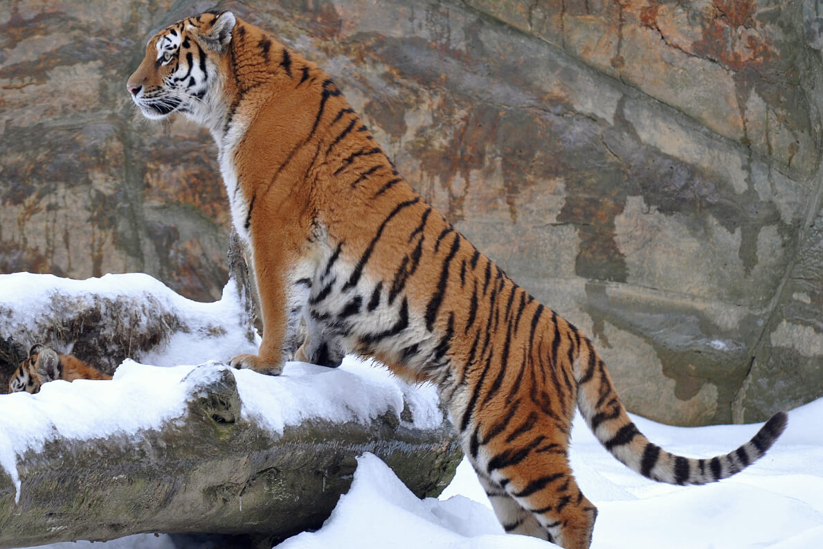 Amur tiger coming in from the cold 