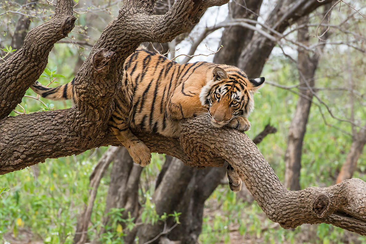 Siberian Tiger Habitat Biome