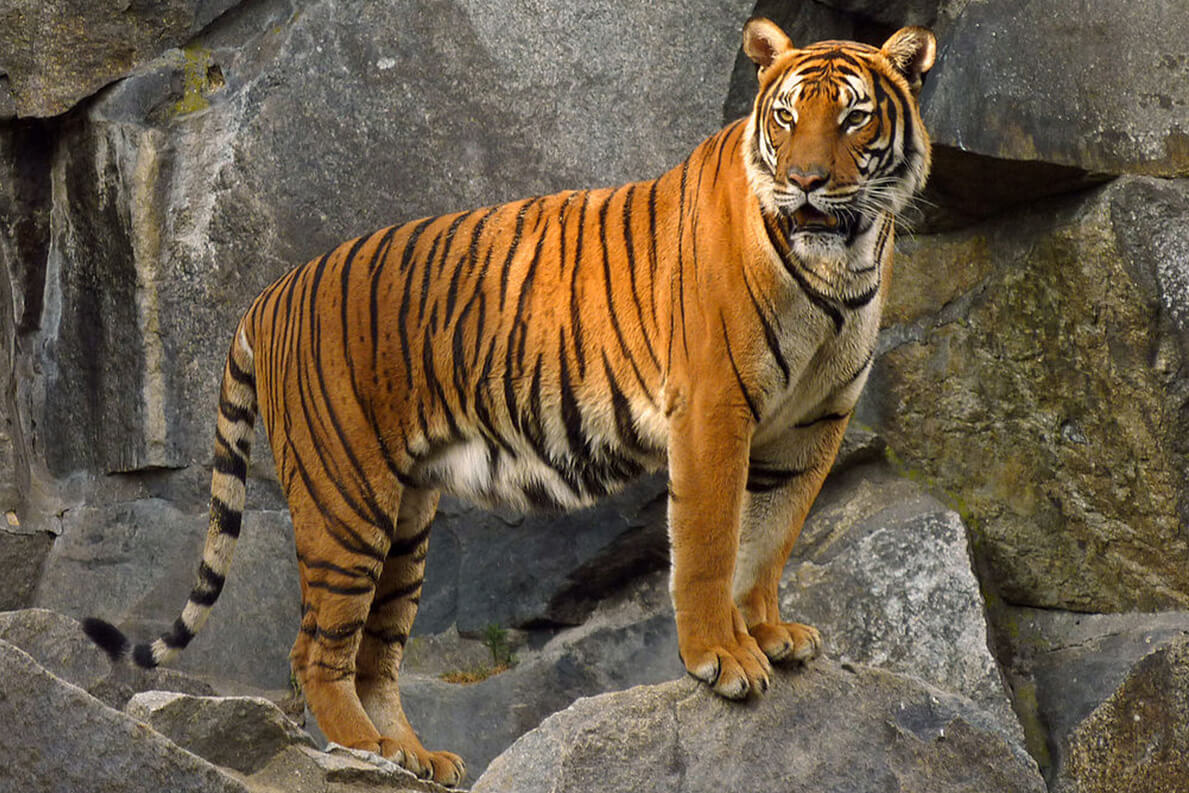 Indochinese Tiger