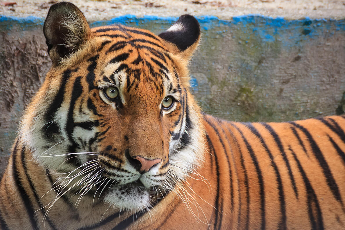 Malayan Tiger Hunting