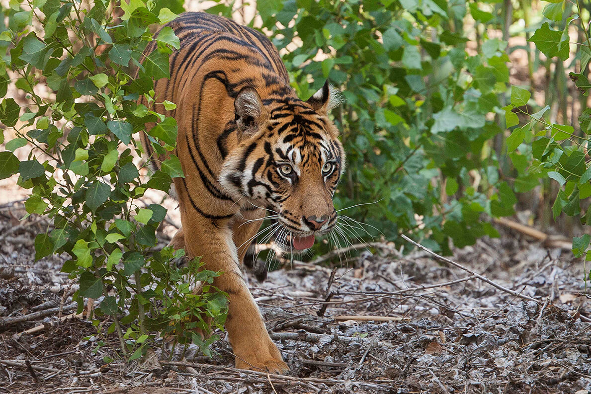 Bengal Tiger from the front - Picture of Bengal Tiger Indian Food