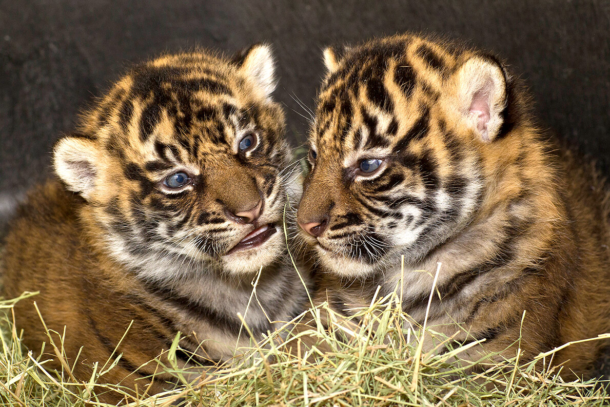 Bengali white tiger cubs get Siberian tiger mother 