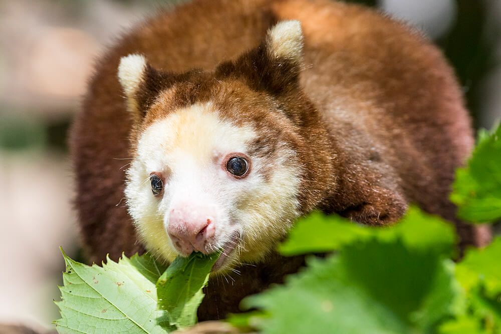 Matschie's tree kangaroo