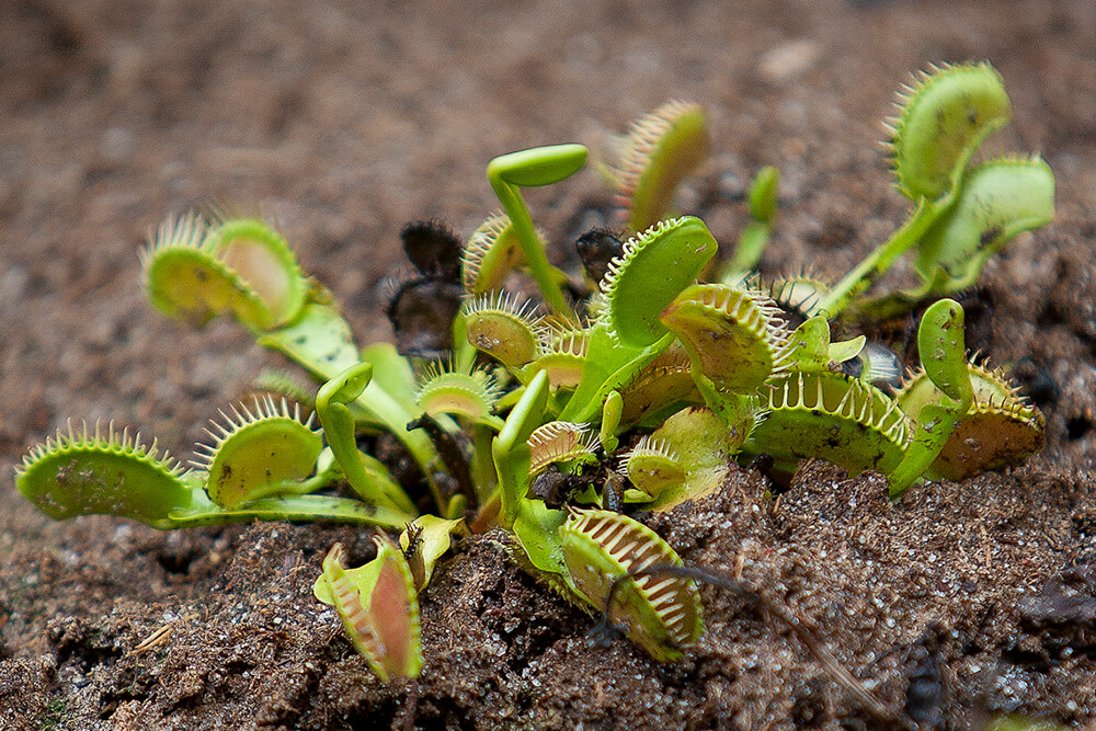 A venus flytrap plant growing from brown soil.