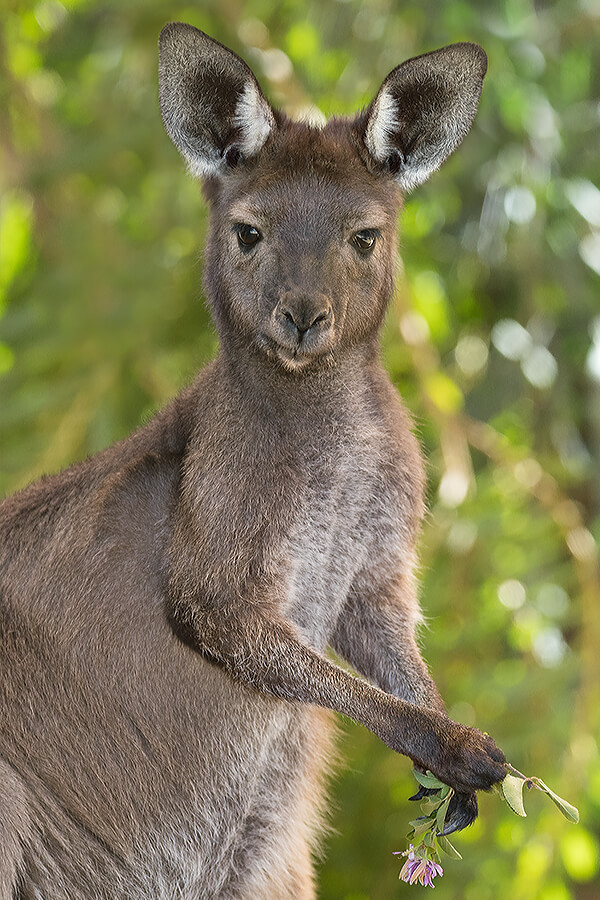 Canguro grigio occidentale