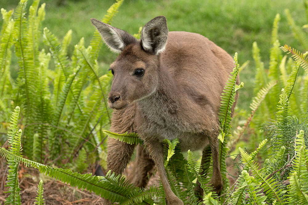 Western grey kangaroo standing over tall green ferns.