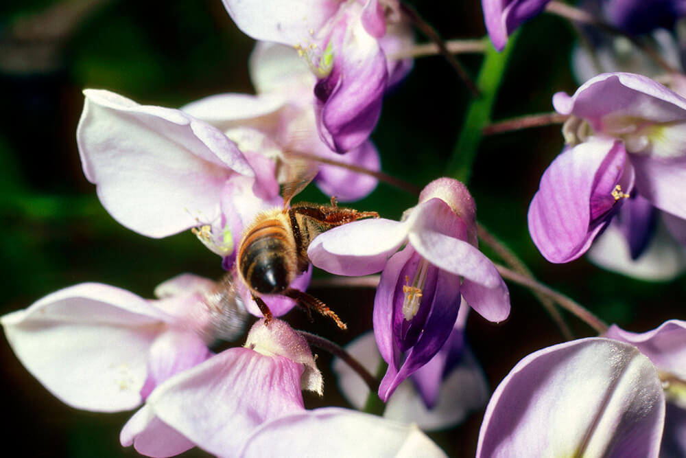 A bee pollinates Japans Wisteria by carrying pollen on its legs from bloom to bloom.