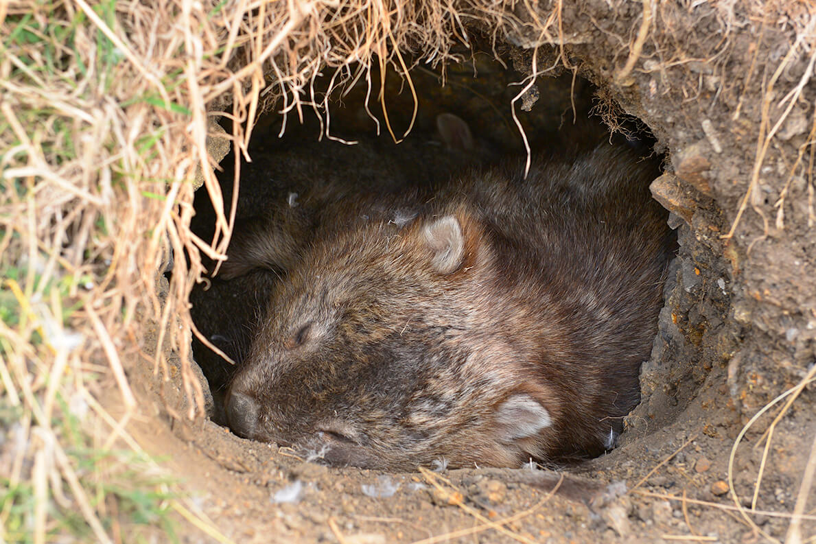 look up pictures of a wombat