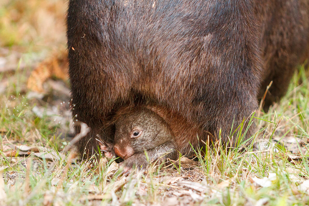 Australian wombat carrying a joey in her pouch.