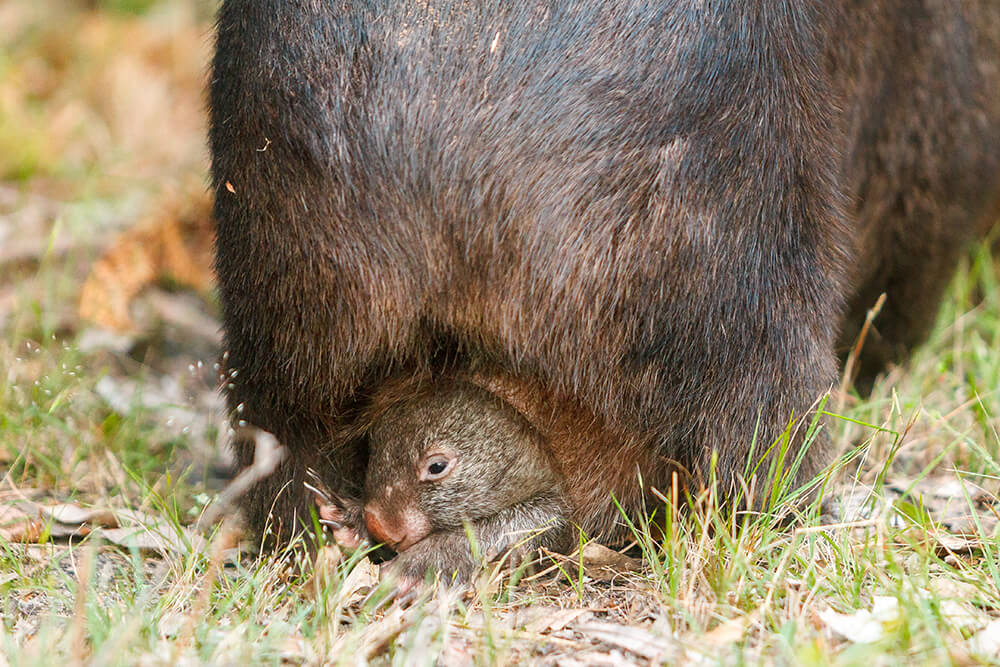 A wombat joey peeks out from its mother's pouch