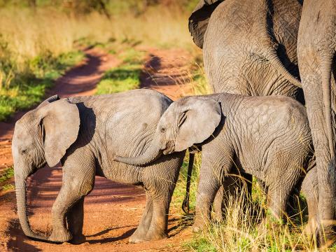 African bush Elephant calves in Serengeti N.P. - Tanzania