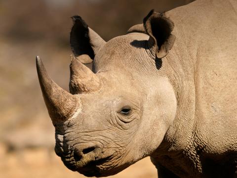 Black rhino on the Serengeti 