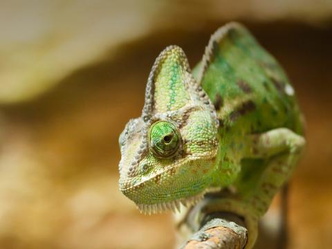 chameleon san diego zoo