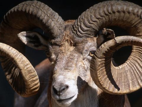 Closeup of a male Trandcaspian urial displaying his large, curved horns