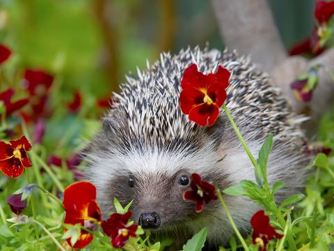 European hedgehog hides behind red pansy flower that it has nibbled on
