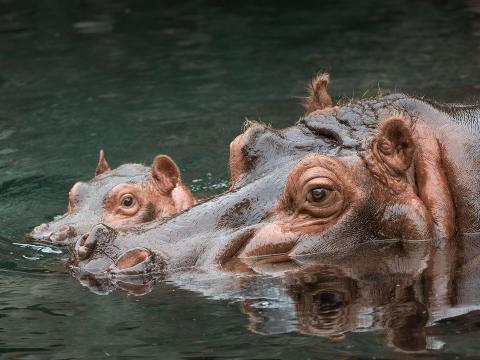 East African Hippo mother and baby half submerged in water