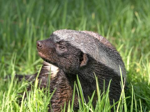 A young honey badger looks to the left as he sits in tall blades of grass.