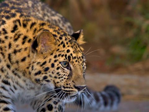 Amur leopard looking to the right with blurred jungle background