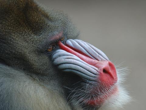 Close-up of a male mandrill's blue and red nose