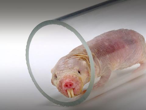 A naked role rat peeks its head out from a transparent plastic tube