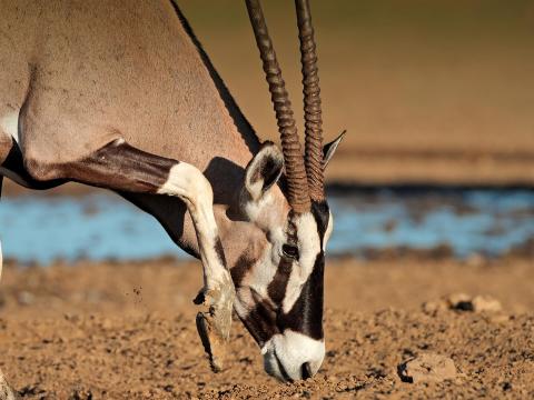 Gemsbok oryx with head lowered