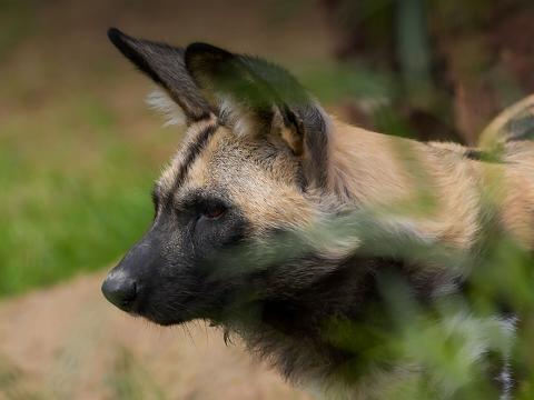 A painted dog looks to the left as it stands behind some blurred grass