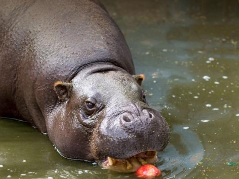 Pygmy hippo enjoys an apple