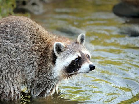 Raccoon wading into water