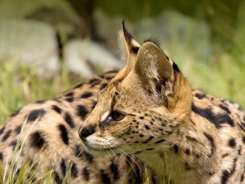 Ocelot | San Diego Zoo Animals & Plants