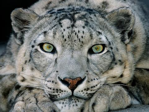 A snow leopard with aqua eyes stares at the camera
