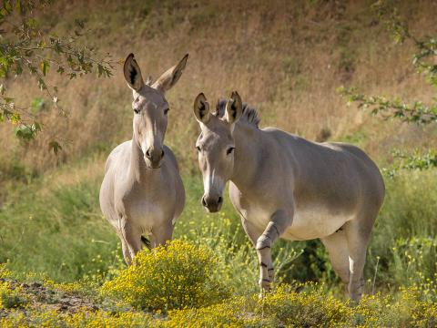 Two adult Somali wild asses standing amidst yellow wildflowers
